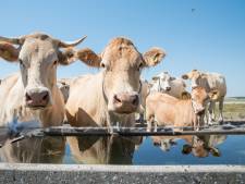Parasols, platte karren of tenten worden steeds vaker ingezet om schaduw te maken voor dieren
