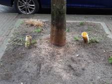 Mysterie opgelost: dit is het nut van zo'n buis bij een Vlissingse boom