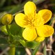 Waar de spindotterbloem de lente verwelkomt