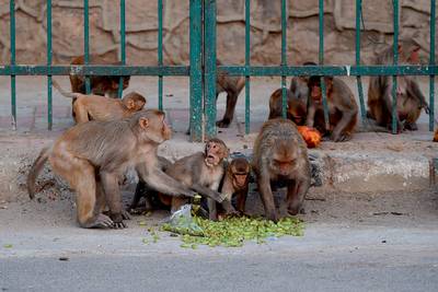 Des singes dressés pour voler de l’argent arrêtés en Inde