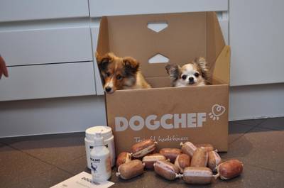 Deliveroo voor uw hond: Belgisch bedrijf levert verse maaltijden aan huis. “Maar toch”, zegt de dierenarts, “is er niks beter dan hondenbrokken”