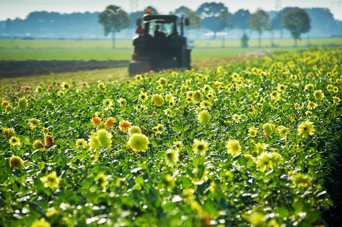 Dahlia's kunnen een klein beetje nachtvorst wel hebben, maar niet te veel. Daarom zijn medewerkers van teler Limke Dahlia ze nu aan het oogsten in Nistelrode.