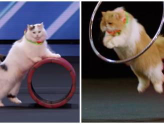 Getrainde katten doen zelfs mond van Simon Cowell openvallen in 'America's Got Talent': "Dit hebben we nog nooit gezien!"