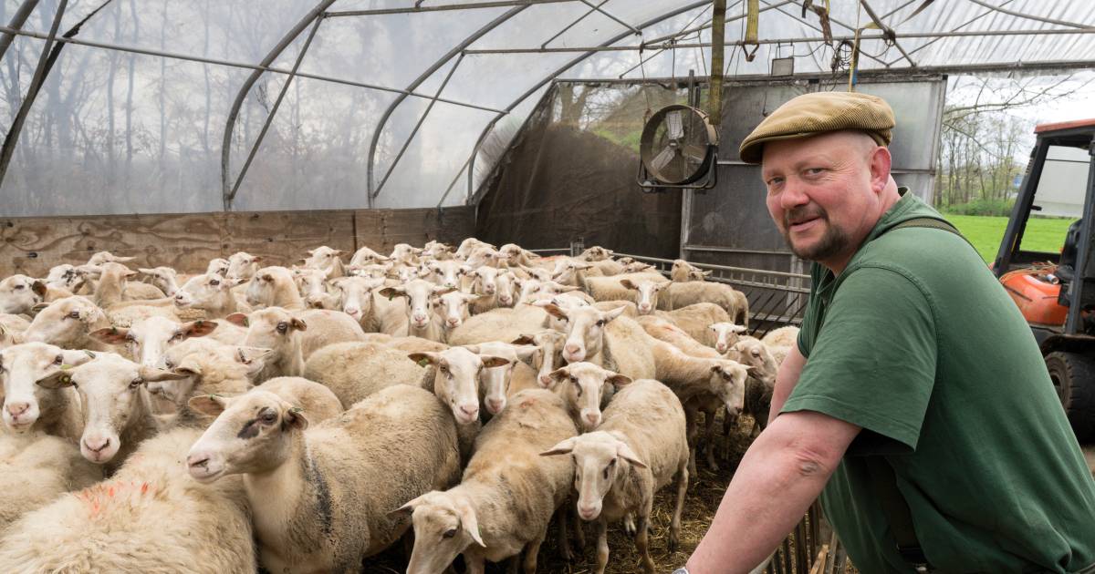 Schaapsherder John (52) machteloos door blauwtongvirus: ‘Ze eten niks, liggen maar te lijden’ | Nieu