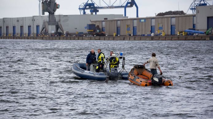 Medewerkers van de Stichting SOS Dolfijn proberen dolfijn Zafar weg te krijgen.