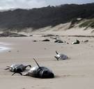 Wetenschappers ontdekken waarom sommige walvissen zich massaal op strand gooien