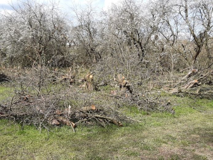 Deze week werden er bomen gekapt en gesnoeid in de boomgaard aan de Oudendijk in Dordrecht.