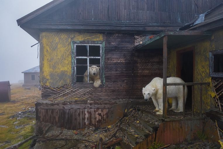 'House of bears’: Deze haast spookachtige scène van in mist gehulde ijsberen doet denken aan een soort post-apocalyptische toekomst. In de langgerekte nederzetting op het eiland Kolyuchin fotografeerde Dmitry Kokh de rondzwervende ijsberen.  Beeld Dmitry Kokh, Wildlife Photograph