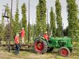 Oogsten van hop, dit jaar in de Domentstraat in Affligem.