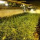 Nederland opent aanval op grootschalige hennepteelt