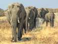 Namibië zet 170 olifanten te koop 