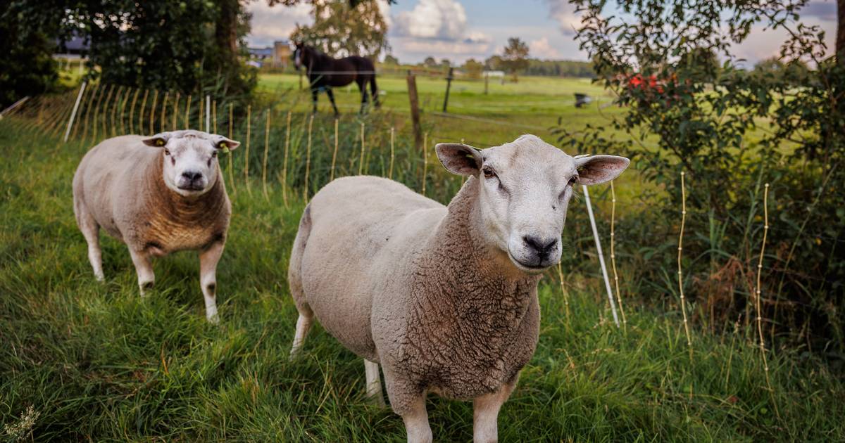 Gevreesde schapenziekte verspreidt zich snel in Emmen: deze week zeven nieuwe gevallen