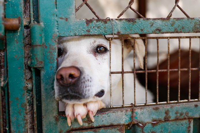 extreem Beven Nietje Wat je moet weten als je een hond uit het asiel wil halen: “Het duurt zo'n  6 maanden voor de stress van dat verblijf verdwijnt” | Dieren | hln.be
