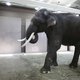 Olifant praat Koreaans