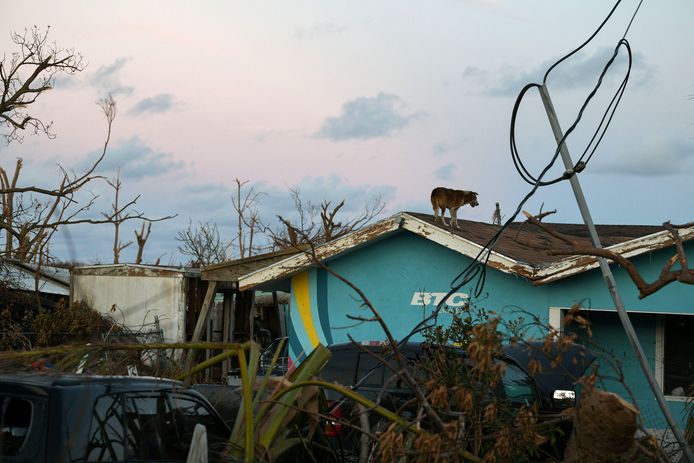 Een achtergelaten hond op een dak van een vernielde woning op het eiland Great Abaco.