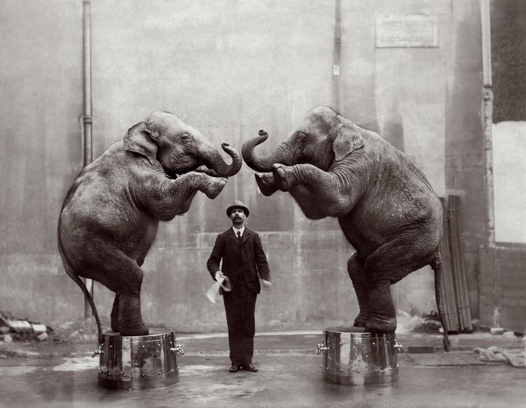 Twee olifanten doen in 1904 hun kunstje in een circus in Londen. Beeld ullstein bild via Getty Images