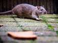 Help! Moerwijk is luilekkerland voor ‘ratten zo groot als katten’ 