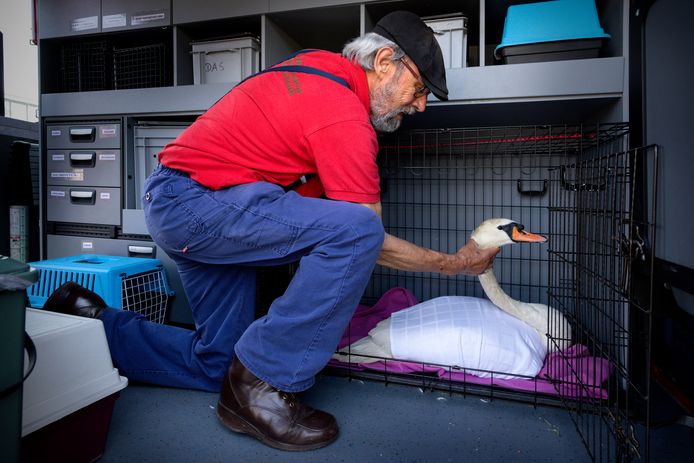 Joost van Bockel bij de zieke zwaan in de Dierenambulance.