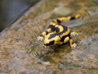 Vaarwel kikkers en salamanders? Amfibieën wereldwijd met uitsterven bedreigd