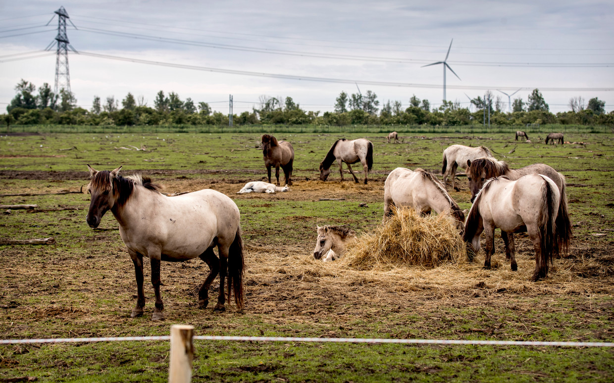 Dewan Provinsi Flevoland kembali dari reses untuk debat darurat tentang kuda Konik di Oostvaardersplassen