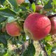 Ondanks afspraken is het aantal pesticiden op fruit enorm toegenomen