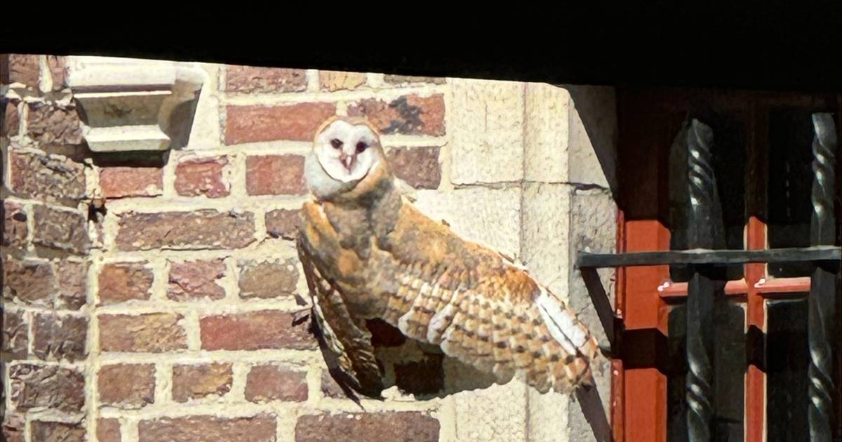 Na twee jaar broedt kerkuil weer in toren van Kasteel de Renesse: jongen verkennen omgeving van nest
