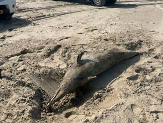 Dode dolfijn aangespoeld op strand Domburg