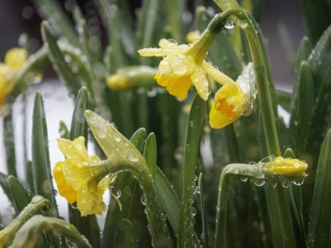 WEERBERICHT. Wisselvallig weekend met plaatselijk buien, temperaturen tussen de 16 en 20 graden