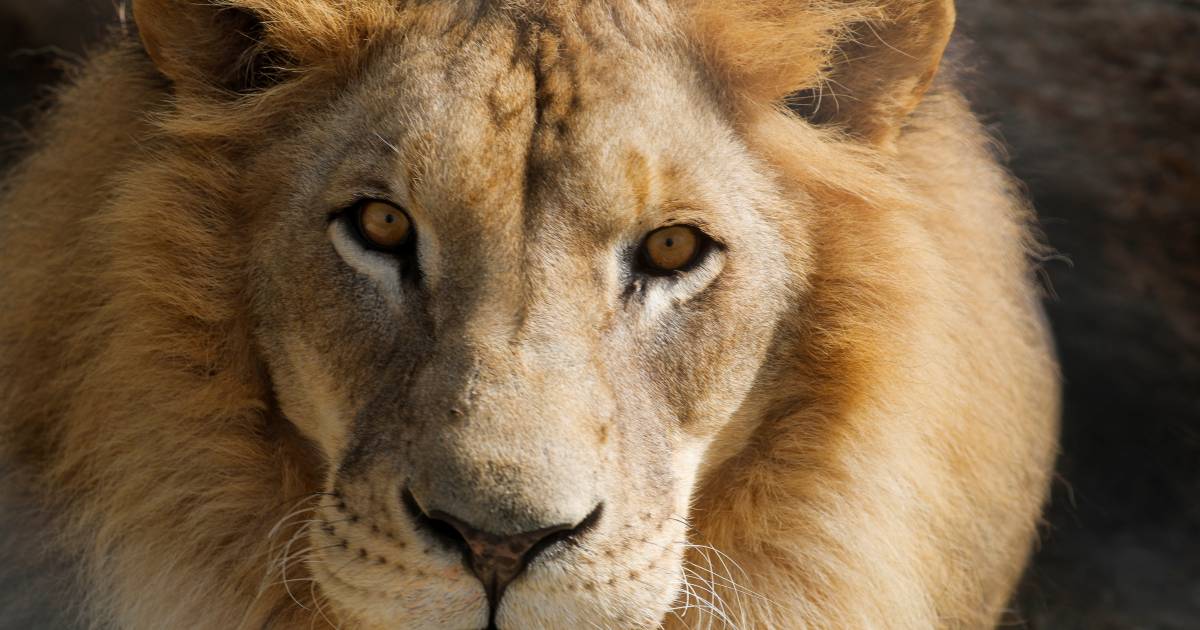 Due leoni infettati dal virus Corona in uno zoo croato |  anormale