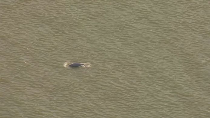 De witte dolfijn zwemt sinds gisteren in de Thames in het graafschap Kent.