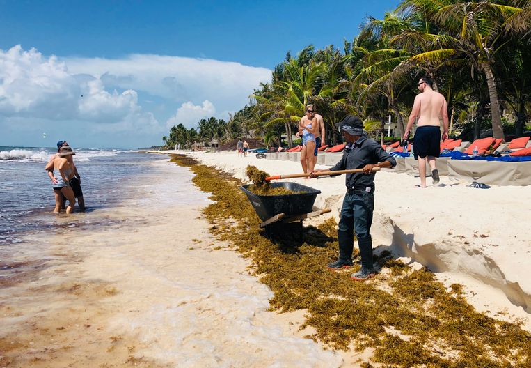 Het opruimen van het zeewier gebeurt, zoals hier op het strand van de Mexicaanse badplaats Tulum, vooralsnog provisorisch. Beeld AFP