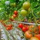 Nederland blijft Europees kampioen groente en fruit