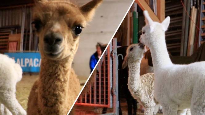 Geboortegolf van alpaca's, opvang kan dieren niet kwijt