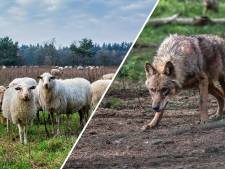 ‘Wolvenhek in Friesland is helemaal niet nodig’