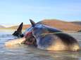 Walvis spoelt aan bij Schotse kust met 100 kilo afval in maag