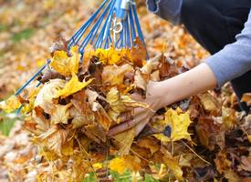 Herfstbladeren opruimen? Zó doe je dat heel efficiënt