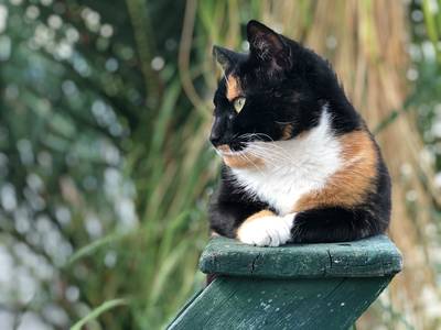 Kat beschoten met luchtdrukwapen in Terheijden