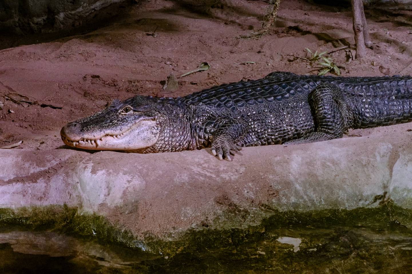 Het echte leven in de ZOO