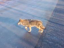 Wolf stak drukke N36 over, dode schapen niet door wolf gegrepen