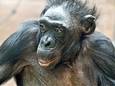 Bonobo Margrit in de dierentuin van Frankfurt.