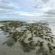 De terugkeer van zeegras gaat niet vanzelf