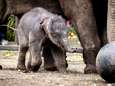 Olifantenkalfje in Nederland van dood gered dankzij olifanten van Pairi Daiza