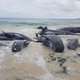 Wetenschappers ontdekken waarom sommige walvissen zich massaal op strand gooien