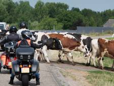 Pas op, overstekende koeien: zij komen de melk brengen voor de ambachtelijke kaas 