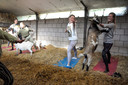 Geitenyoga bij de Boerinn in Kamerik.