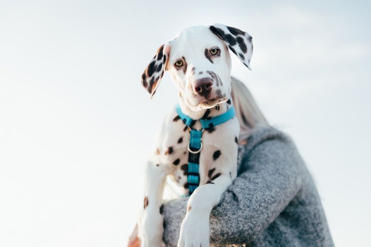 Dalmatiër  Beeld Getty Images