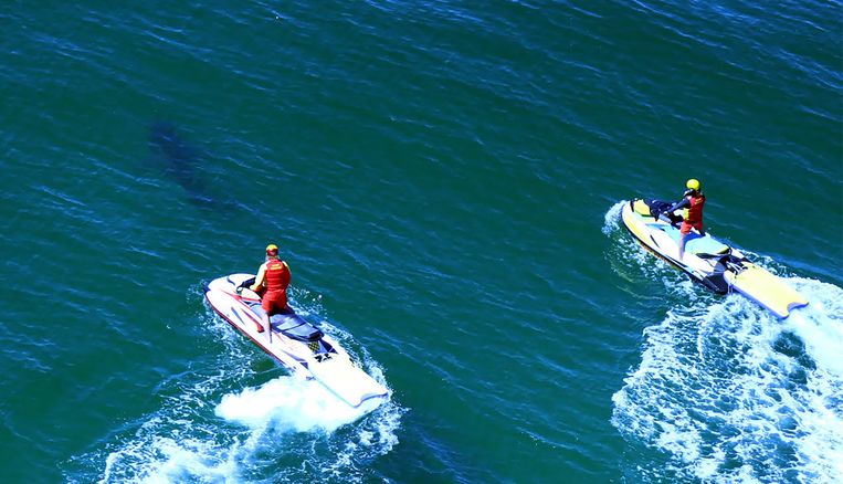 Australische redders spotten een haai voor de kust van Ballina. Beeld AFP