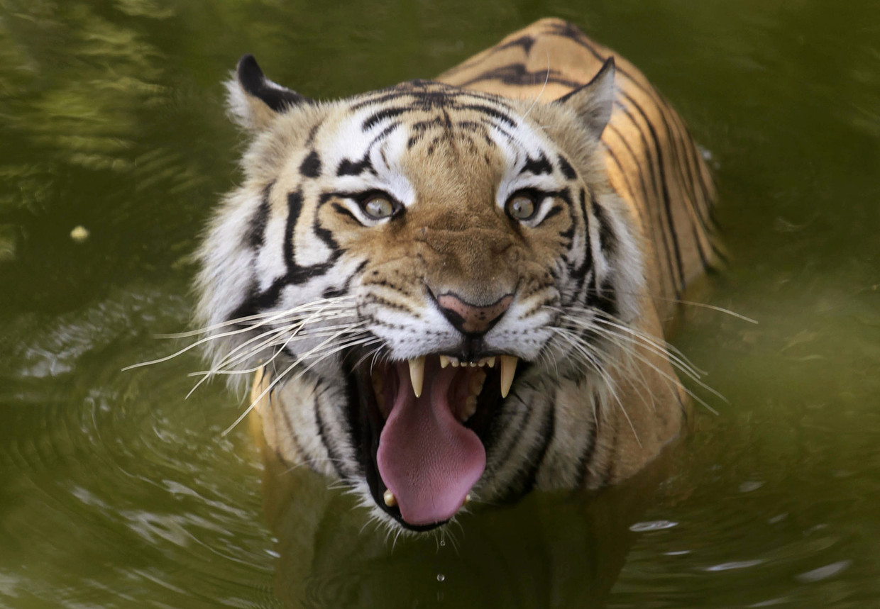 Een Bengaalse tijger in India. Beeld AP