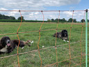 Deze kuddewaakhonden komen binnenkort naar Brabant om schapen te beschermen tegen wolfaanvallen.