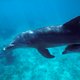 Dolfijnen gebruiken koraal als medicijn – en wachten daarvoor netjes op hun beurt